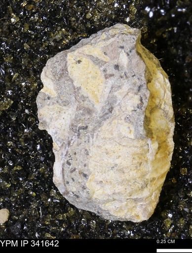 Scaphites sp.