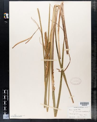 Carex rostrata