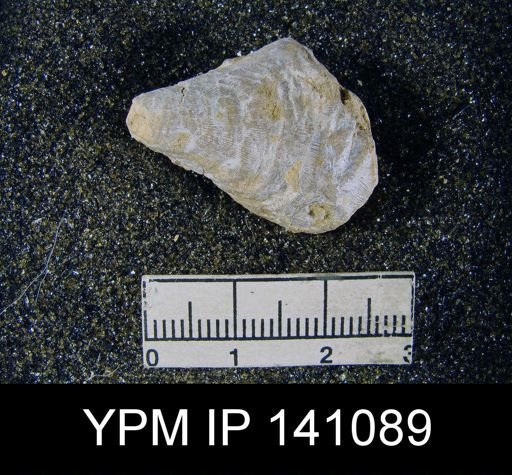 Productus (Striatifera) compressus
