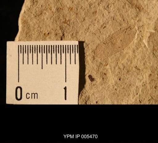 Misthodotes obtusus
