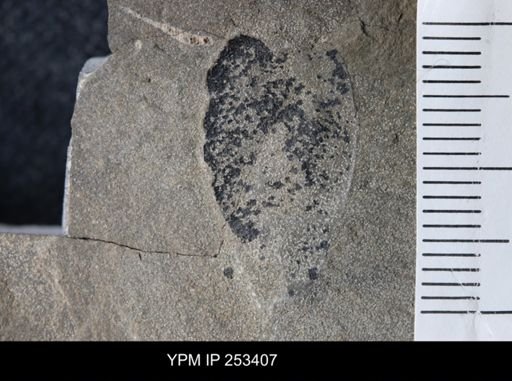 undet. Eurypterida