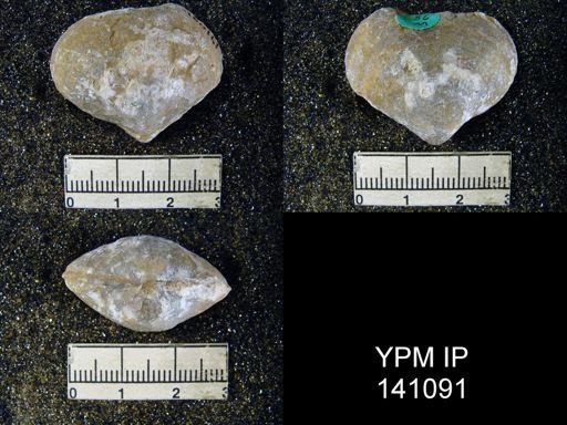 Athyris royssii