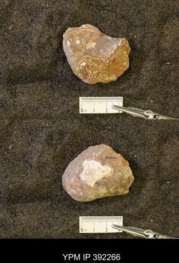 undet. Scaphitidae