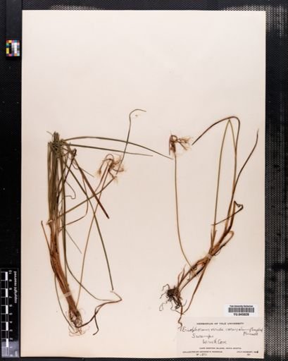 Plantae