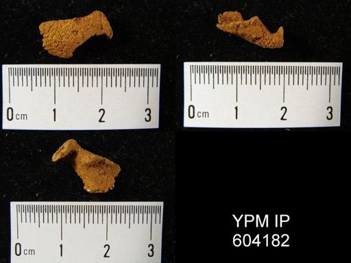 Spirifer concinnus