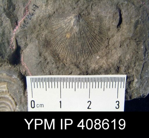 undet. Strophomenida