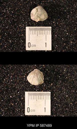 Camarotoechia whitei