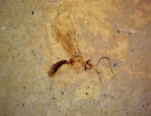 undet. Ichneumonoidea