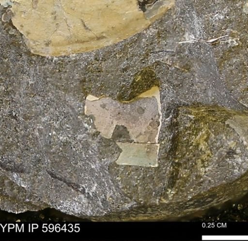 Hoploscaphites?
