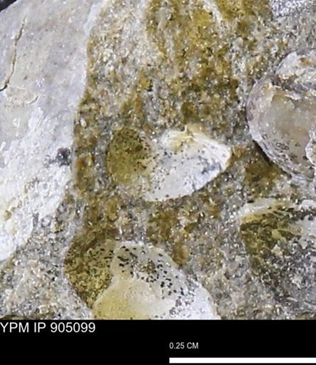 undet. Bivalvia
