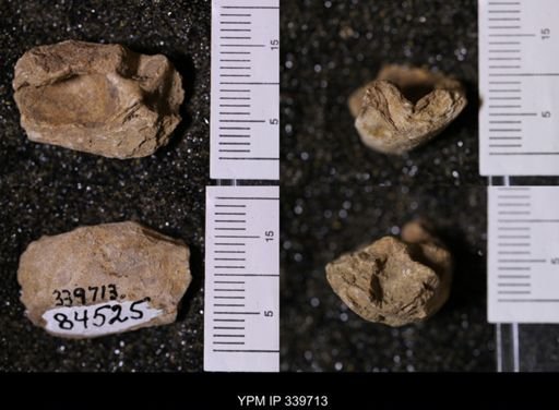 Unio sp.