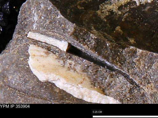 undet. Bivalvia