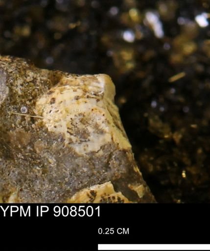 undet. Mollusca