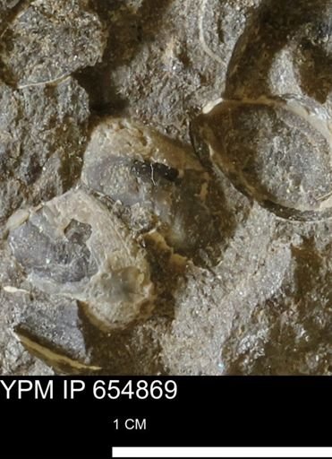 undet. Bivalvia
