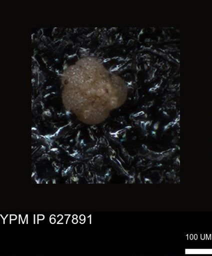 undet. Foraminiferida
