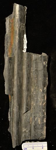 Sigillaria sp.