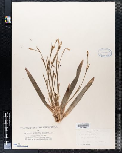 Carex platyphylla