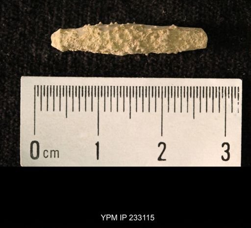 Archaeocidaris sp.