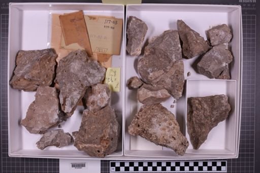 mixed taxa, stratigraphic collection