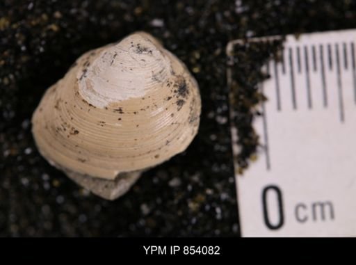 Limopsis striatopunctatus