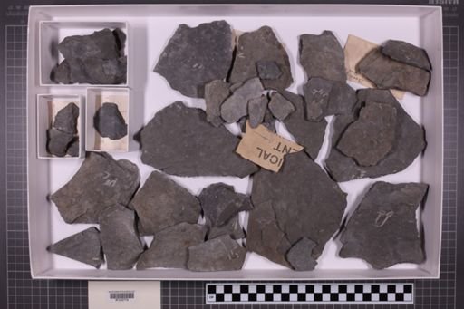 mixed taxa, stratigraphic collection