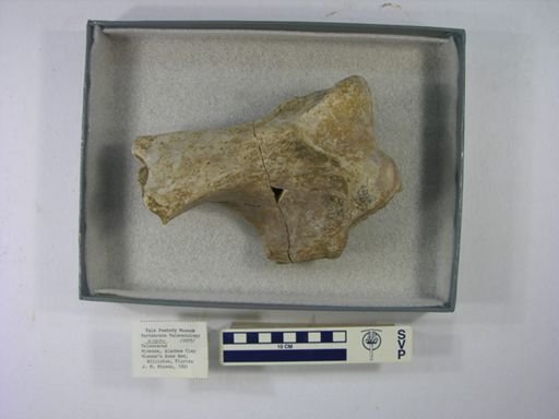 Teleoceras sp.
