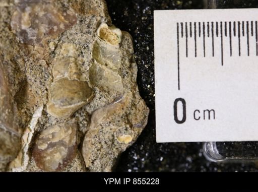 undet. Bivalvia