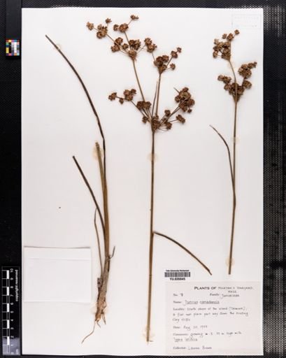 Juncus canadensis