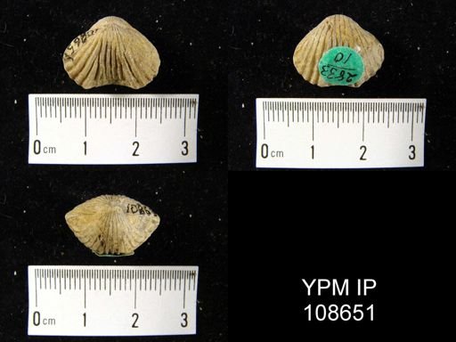 Anastrophia verneuili