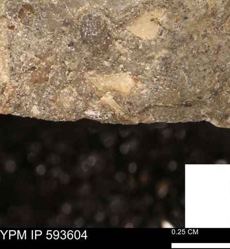 undet. Mollusca