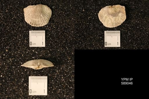Dinorthis subquadrata