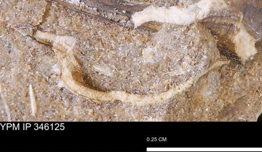 Parallelodon (Cosmetodon)?