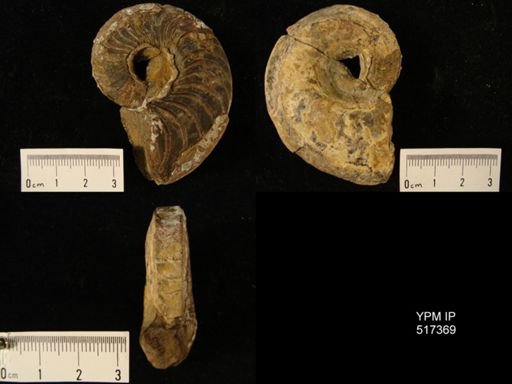Domatoceras sculptile