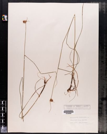 Eriophorum virginicum