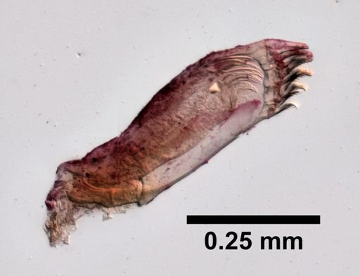 Orchestia agilis