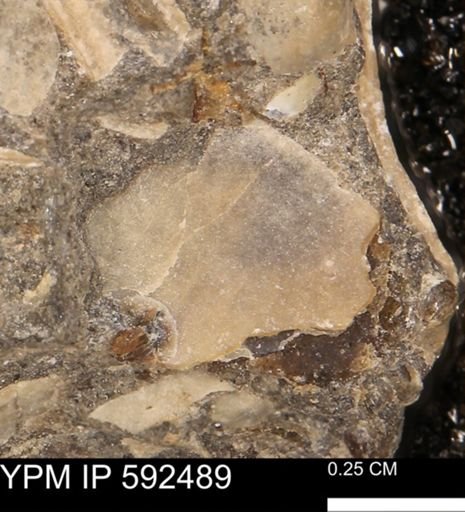 undet. Mollusca