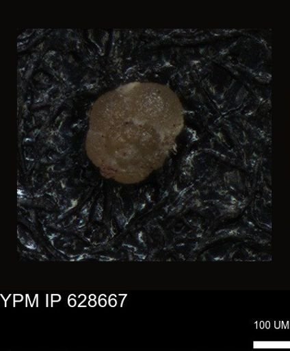 undet. Foraminiferida