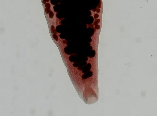 Haematoloechus medioplexus