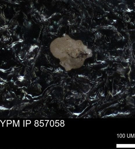 undet. Foraminiferida