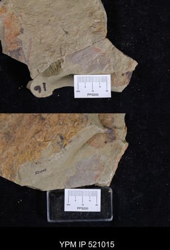 undet. Porifera