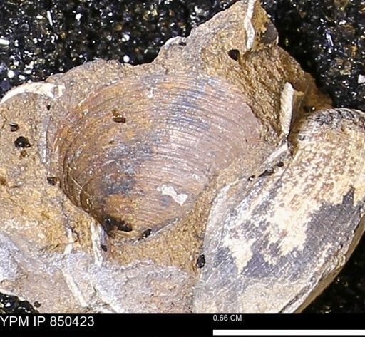 Limopsis striatopunctatus