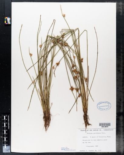 Scirpus purshianus