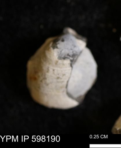 Limopsis striatopunctatus