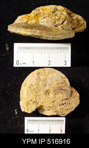 Meekoceras gracilitatis