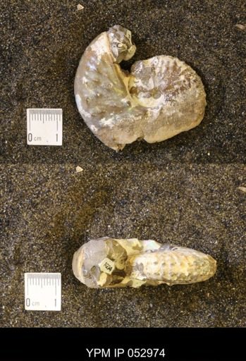 Discoscaphites gulosus