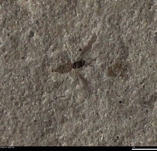 undet. Insecta