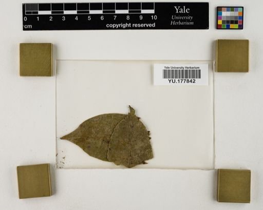Plantae