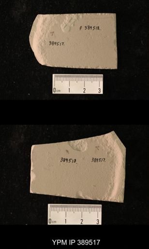 undet. Nematocera