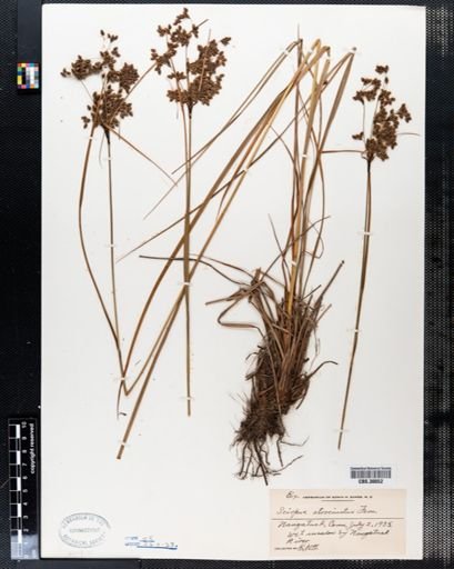 Scirpus atrocinctus