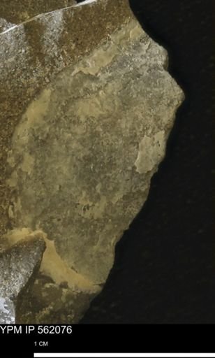 undet. Bivalvia
